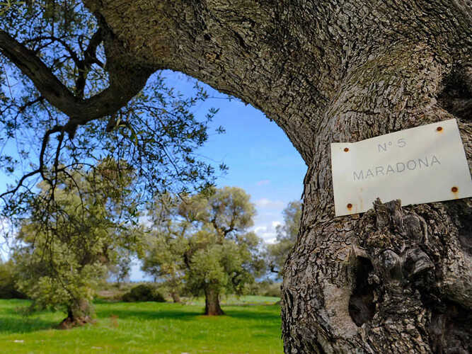 Masseria Il Frantoio